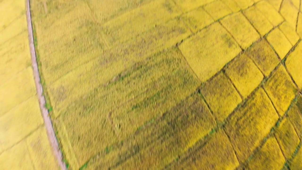 飞跃田间